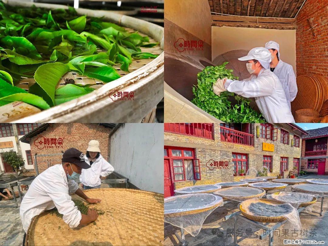 时间果百年古树龙珠普洱生茶 - 购物交流 - 沧州生活社区 - 沧州28生活网 cangzhou.28life.com