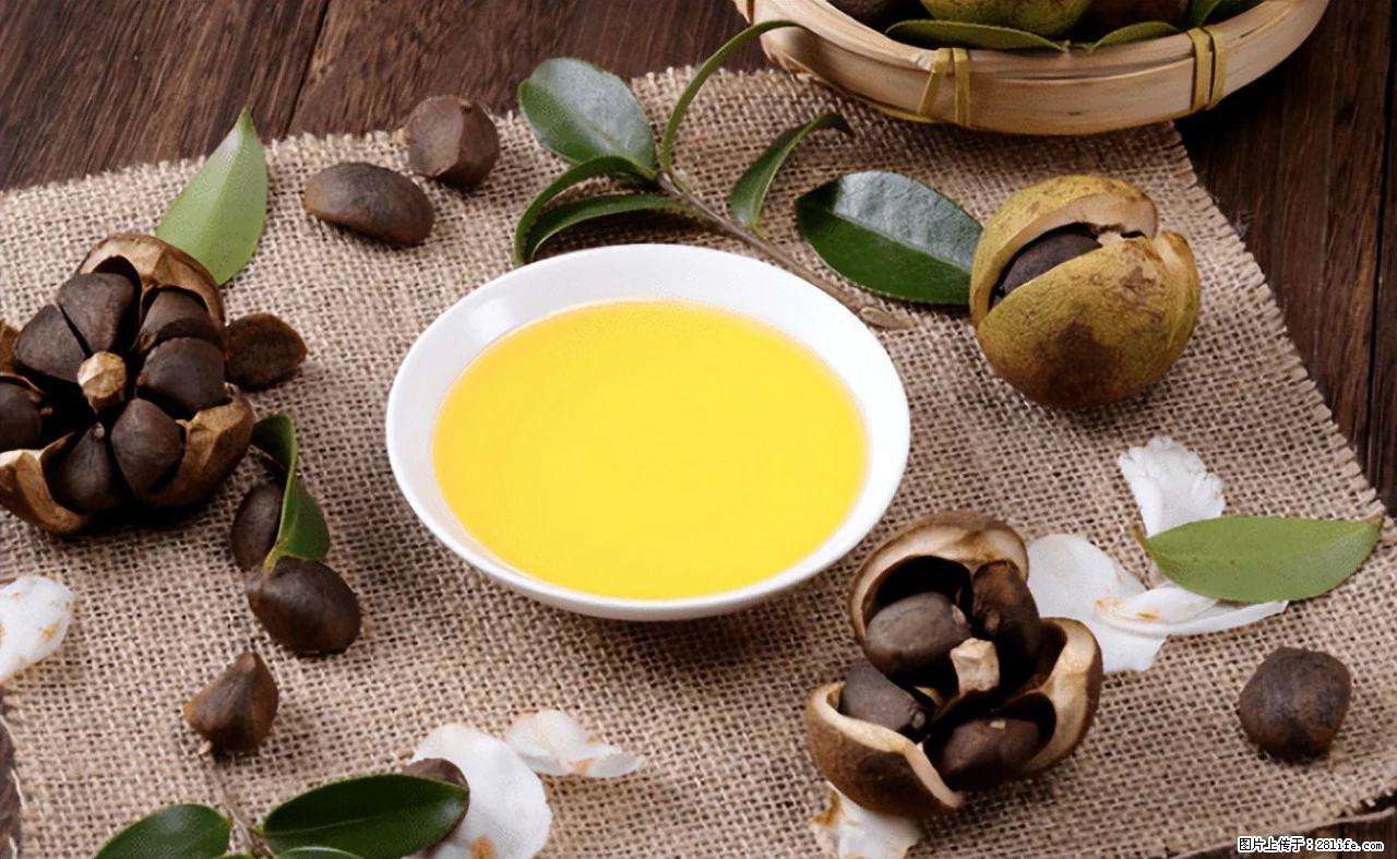 揭秘茶油的5大核心营养成分!被称为人体健康的“守护盾”! - 沧州生活资讯 - 沧州28生活网 cangzhou.28life.com