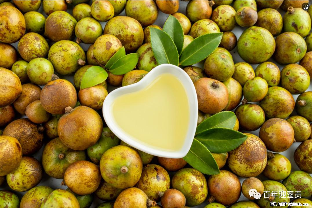 世界没有真相,只有认知,最好的食用油是中国的山茶油! - 沧州生活资讯 - 沧州28生活网 cangzhou.28life.com