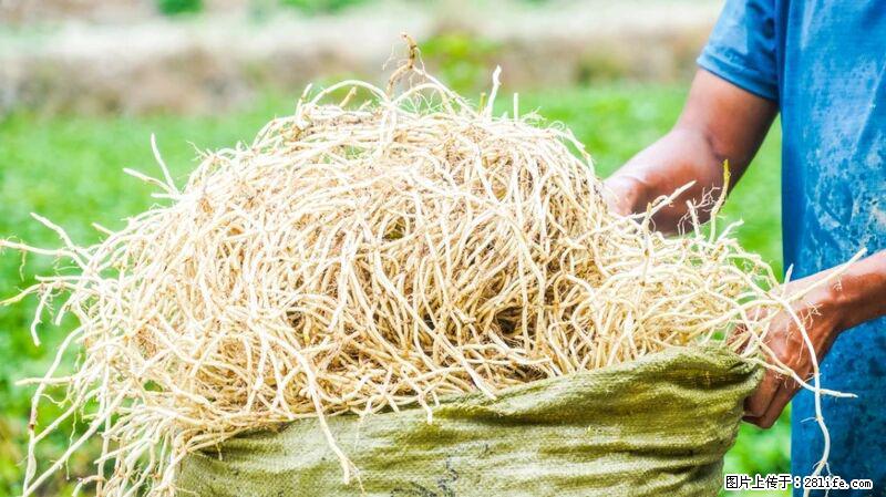 堪称“最难吃”的蔬菜,却是 “抗辐射神器”,还能护肺、清热、止咳化痰! - 沧州生活资讯 - 沧州28生活网 cangzhou.28life.com