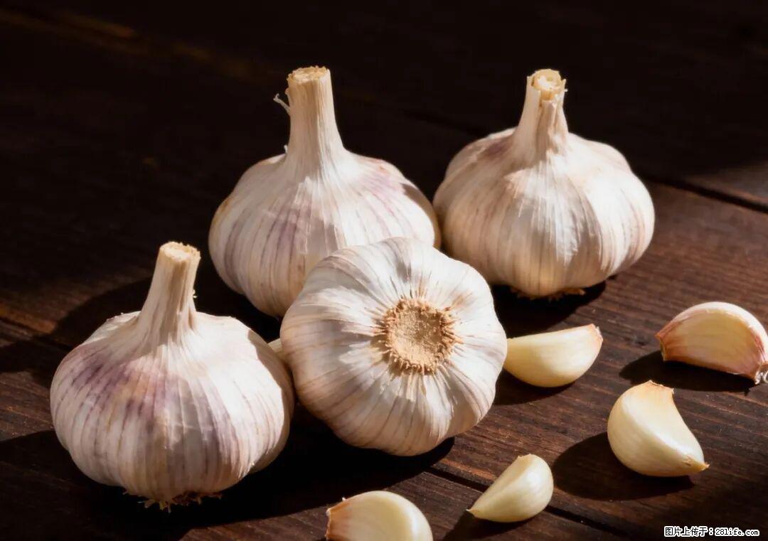 关于大蒜，除了“天然抗生素”，这4个谣言更该警惕! - 沧州生活资讯 - 沧州28生活网 cangzhou.28life.com