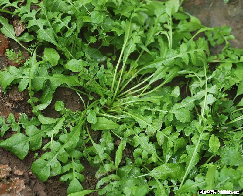 这些蔬菜是“天然钙片”，这6种被医生重点推荐 - 沧州生活资讯 - 沧州28生活网 cangzhou.28life.com