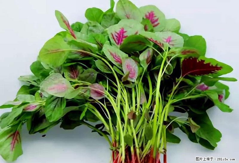 这些蔬菜是“天然钙片”，这6种被医生重点推荐 - 沧州生活资讯 - 沧州28生活网 cangzhou.28life.com