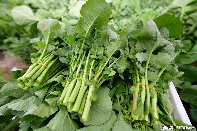 这些蔬菜是“天然钙片”，这6种被医生重点推荐 - 沧州生活资讯 - 沧州28生活网 cangzhou.28life.com